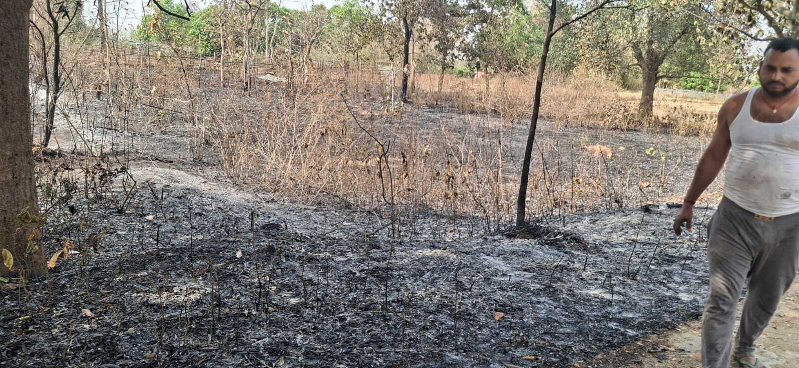 11 हजार वोल्ट के तार गिरने से बगीचे में लगी आग