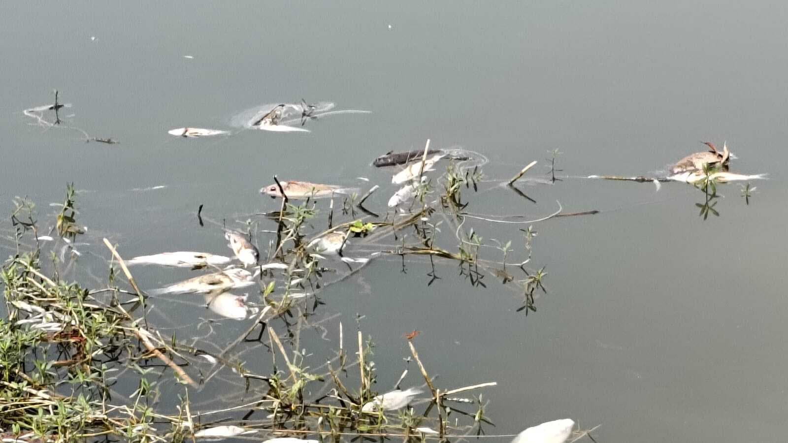 कोलपोखरा तालाब में मर रही है मछलियां, दुर्गंध से लोग परेशान