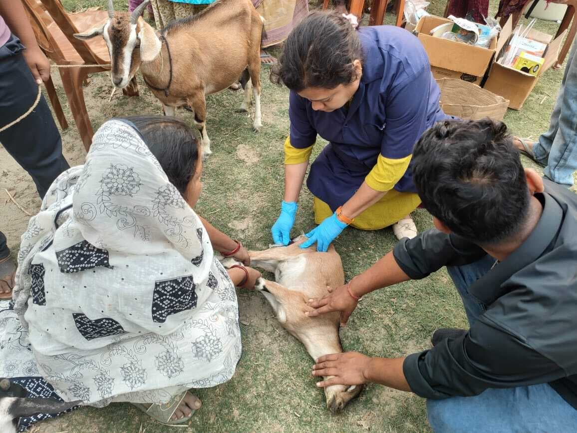 चिकित्सा शिविर में 210 पशुओं का उपचार