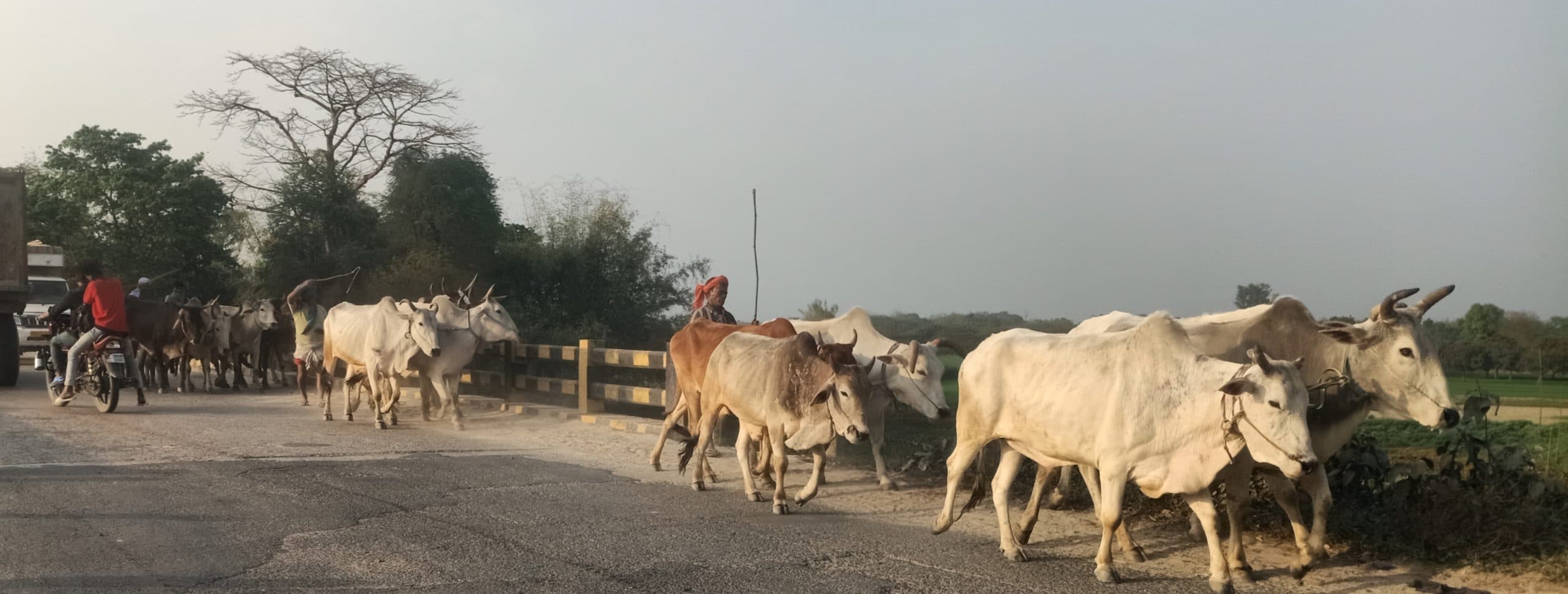 प्राणपुर में पशुओं की खूब हो रही तस्करी