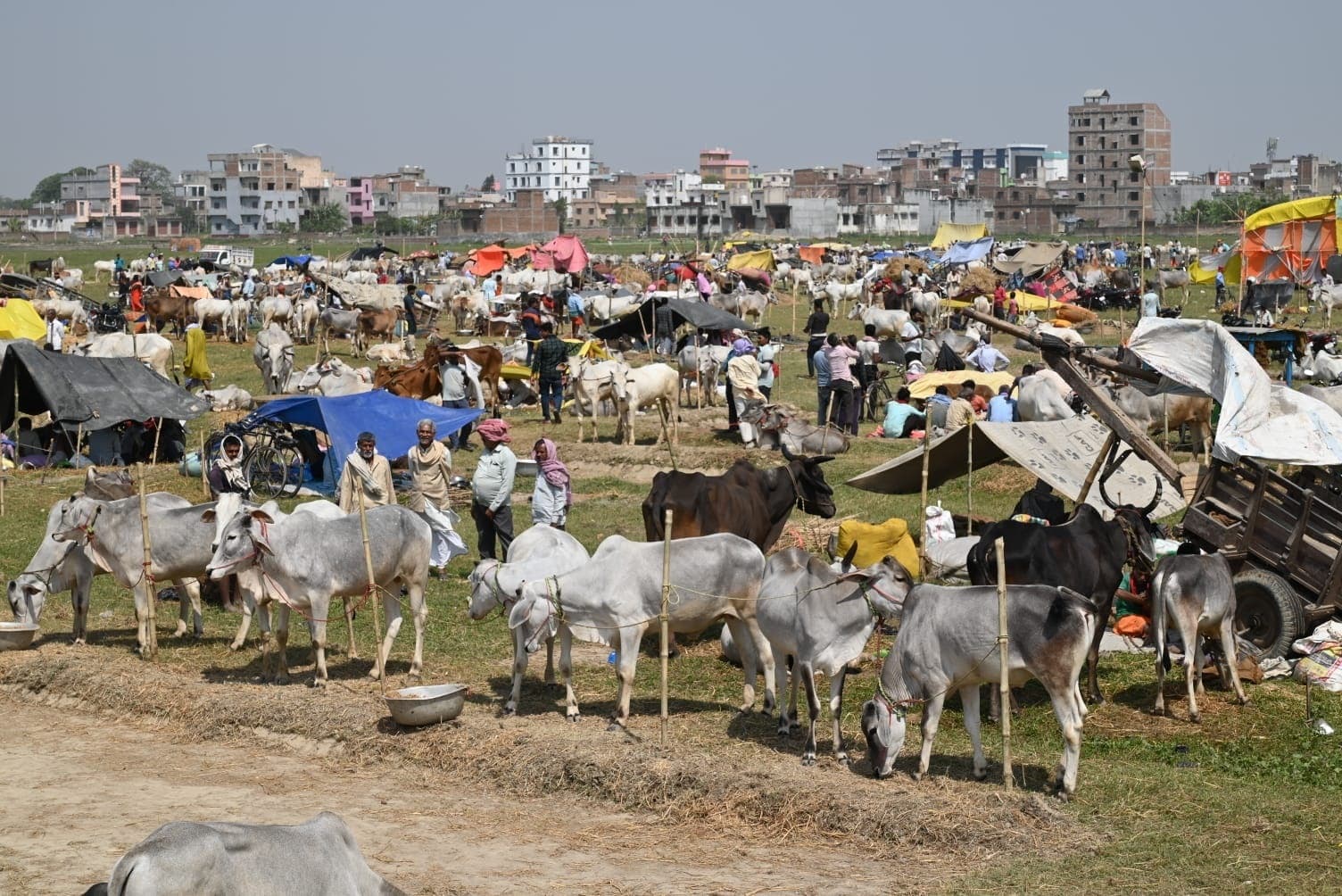 Sitamarhi news: ट्रैक्टर के युग में 1.90 लाख में बिका बैल का जोड़ा