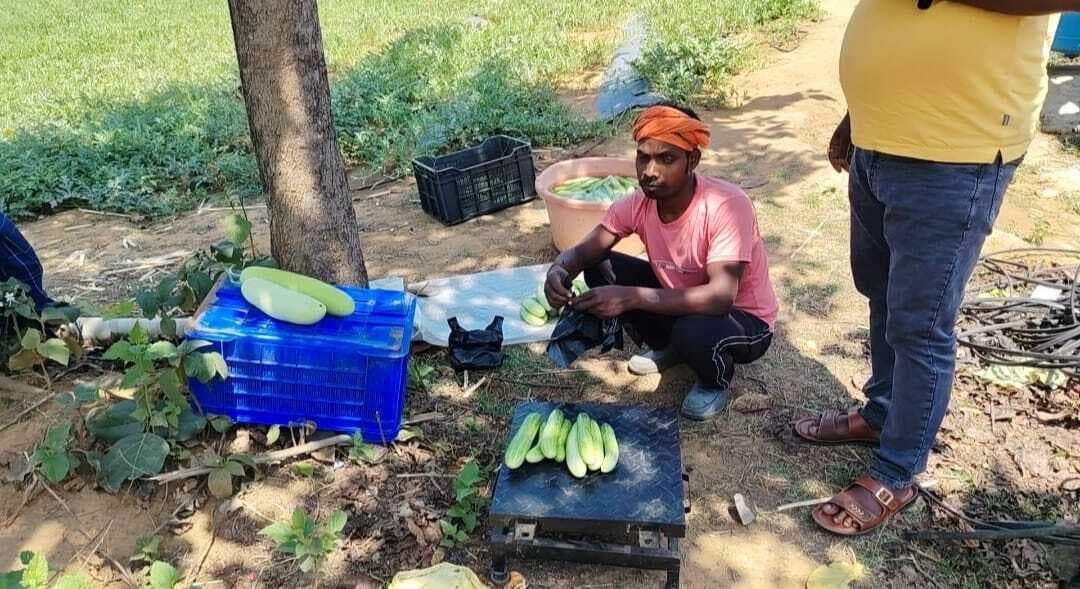 Dhanbad News : मनोज को भायी गांव की माटी, परदेस से लौट कर शुरू की मौसमी फलों की खेती