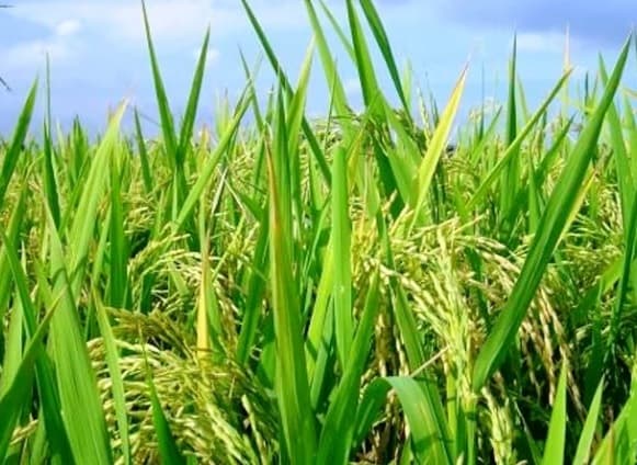 Ranchi News : खरीफ से दोगुना बीज का वितरण रबी में