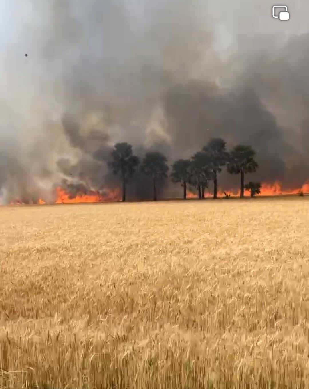 आग लगने से 30 बीघे की गेहूं की फसल जलकर राख