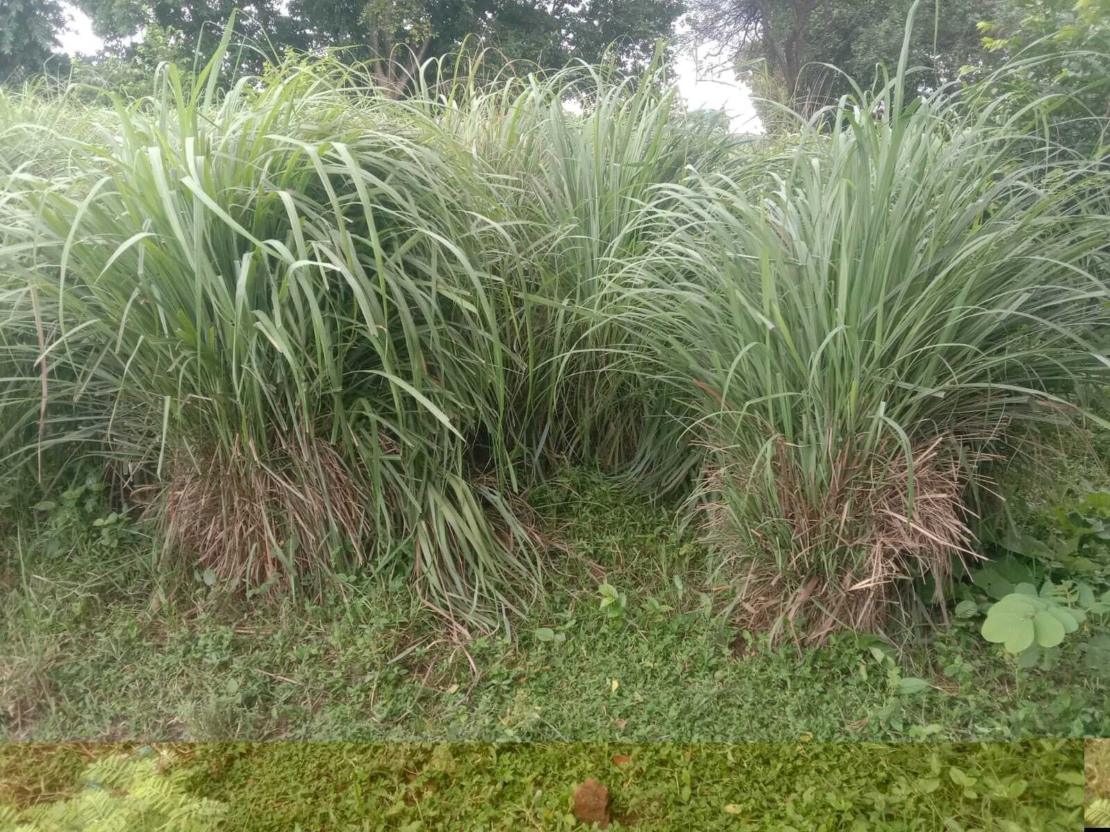 लेमनग्रास को उम्मीदों की फसल मानकर किसानों ने की खेती लेकिन नहीं मिल रहे हैं दाम