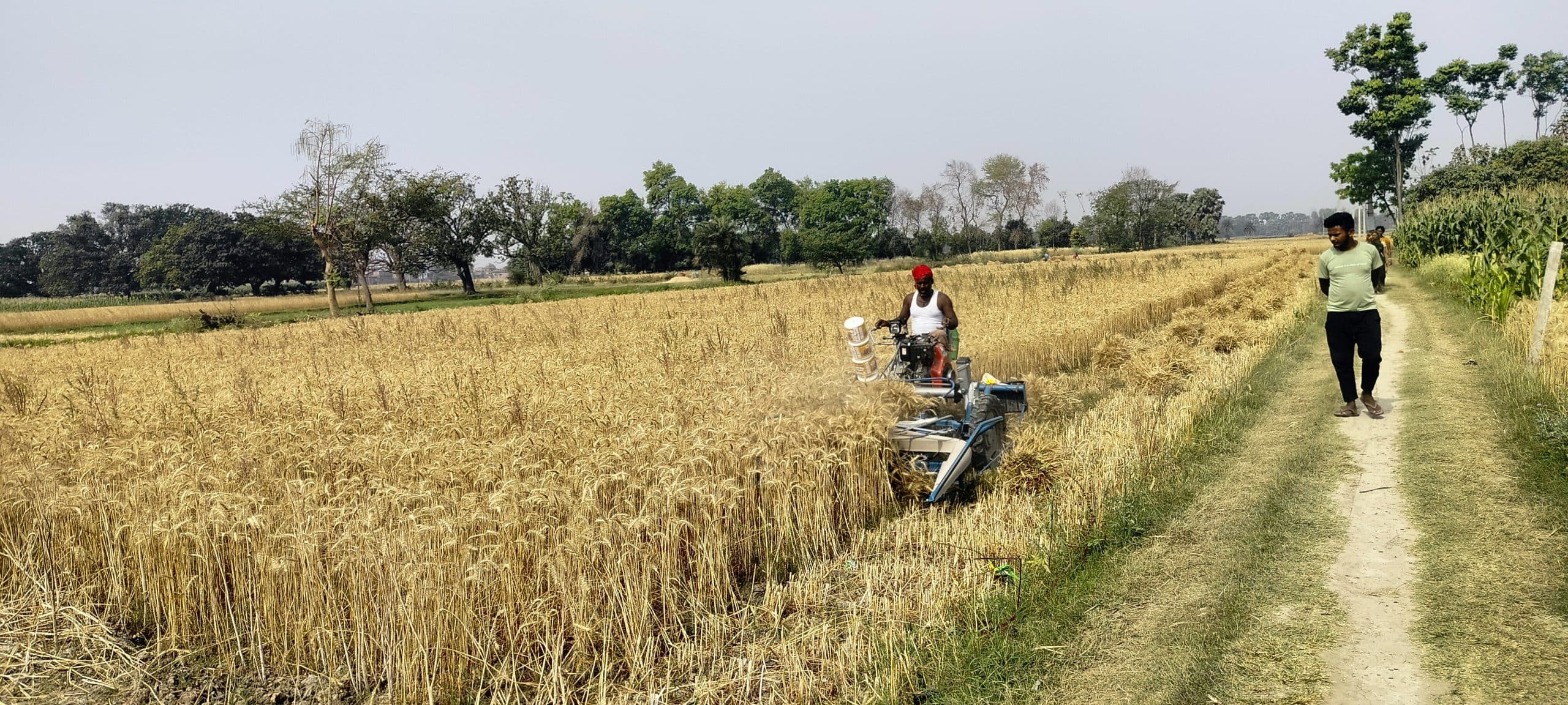 मशीन से गेहूं की कटनी पर  पड़ रहा महंगा