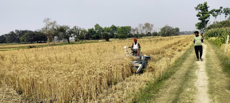 मशीन से गेहूं की कटनी पर  पड़ रहा महंगा