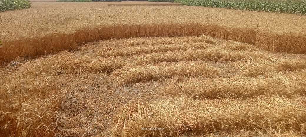 Agricultural University, Samastipurउच्च गुणवत्तायुक्त बीज उत्पादन करने की जरूरत : डा राय