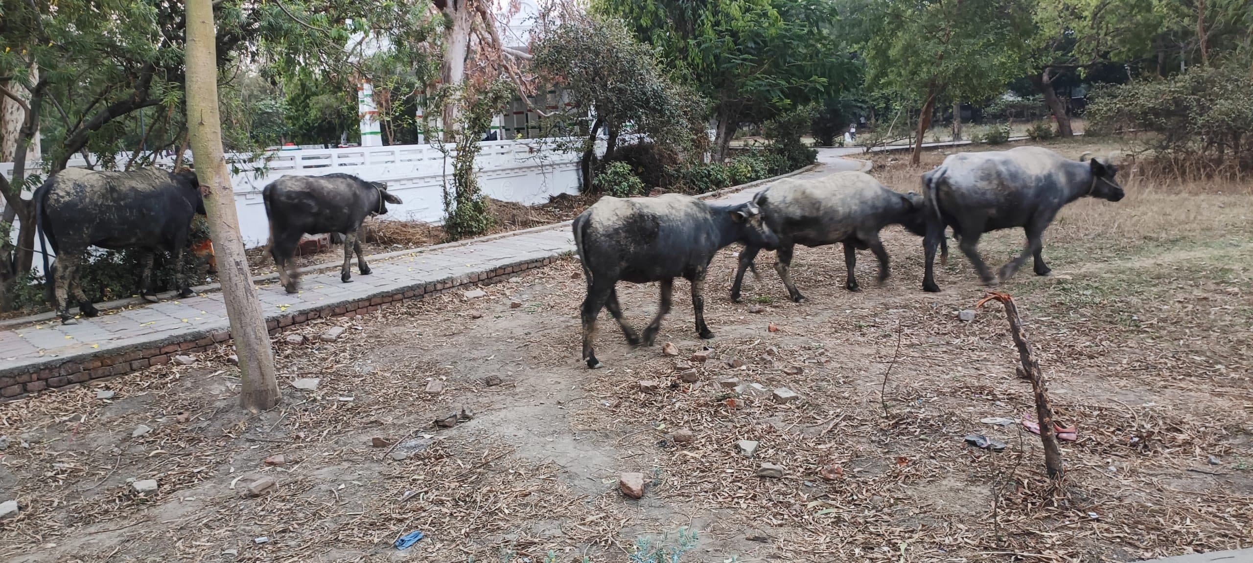 सुबह से लग जाता है गांधी मैदान में आवारा पशुओं का जमावड़ा