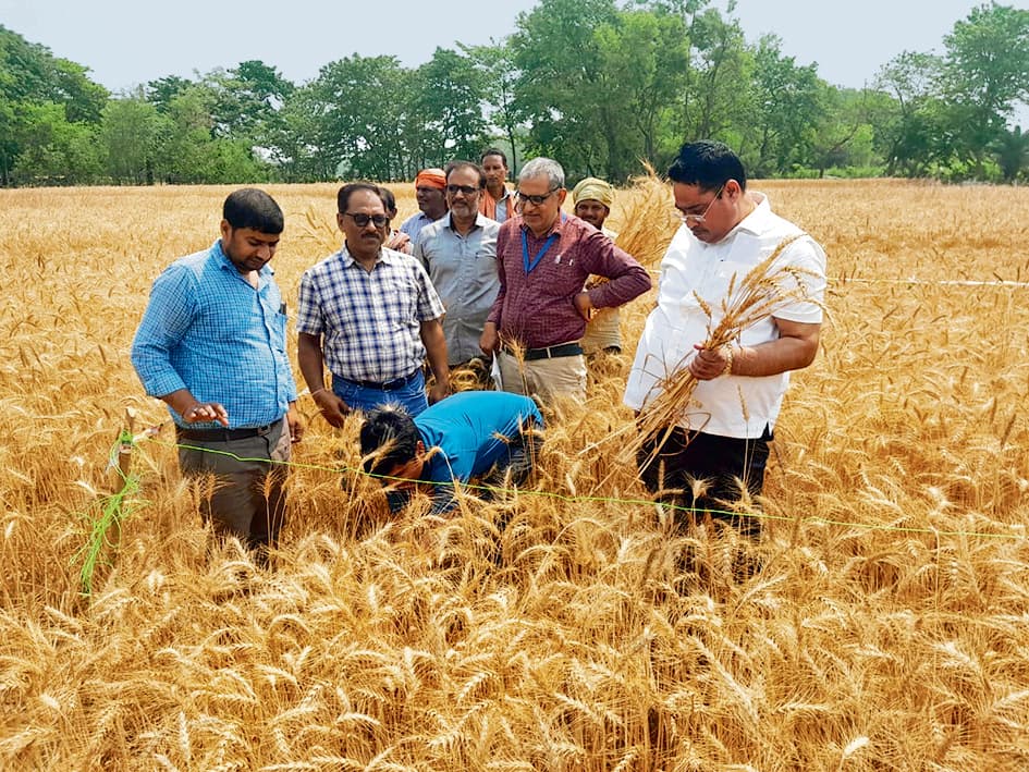 Saran News : दरियापुर में कृषि विभाग के अधिकारियों ने की गेहूं की क्रॉप कटिंग