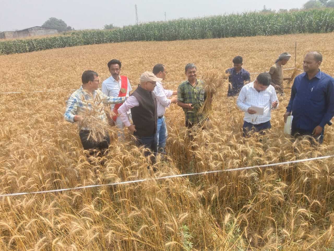 रबी मौसम के गेहूं फसल कटनी प्रयोग का आयोजन किया गया