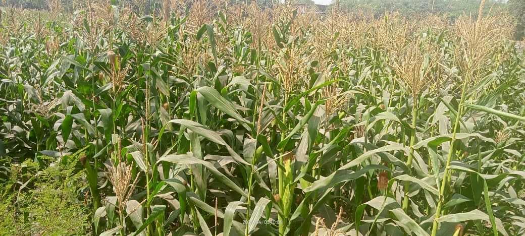 Agricultural University, Samastipurमिट्टी को पर्याप्त मात्रा में पोषक तत्व उपलब्ध कराने की जरूरत : डा सिंह