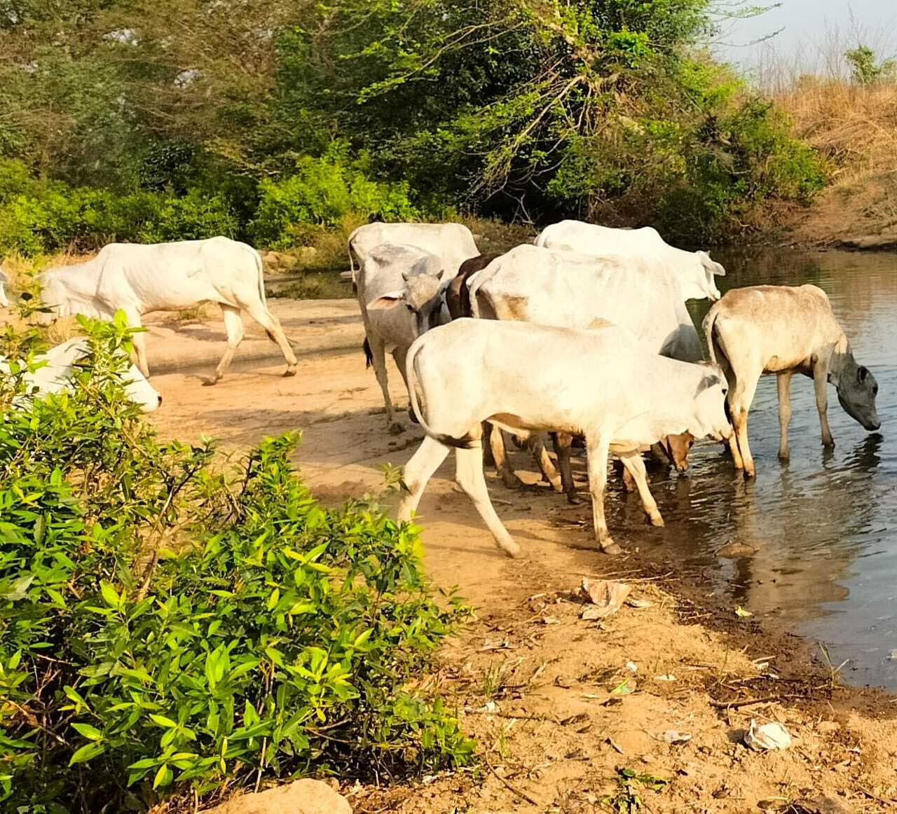 तेज धूप से पशु परेशान, किेसान ऐसे करें उनका बचाव