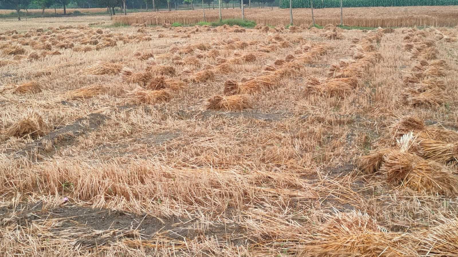 बारिश ने गिरा दी खेत में खड़ी गेहूं की फसल