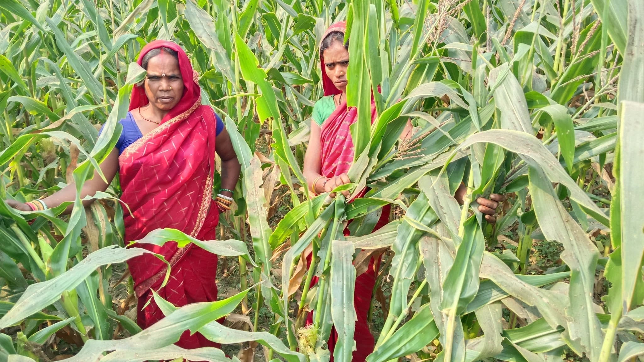 मक्का में दाना नहीं आने से महिला किसान को हुआ नुकसान