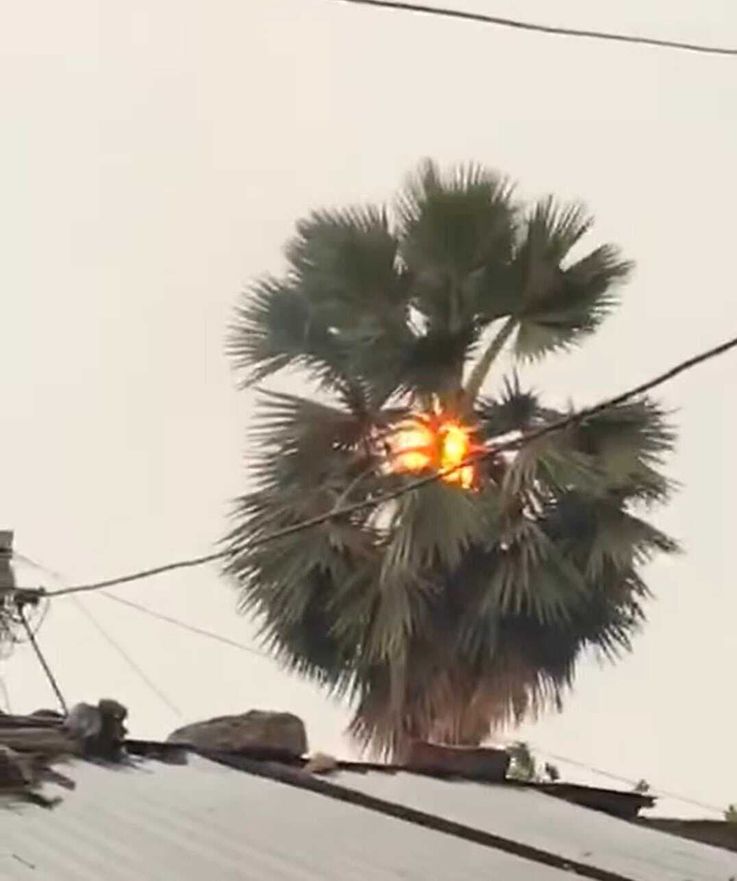 आकाशीय बिजली गिरने से धू-धू कर जला ताड़ का पेड़, जान माल का नहीं हुआ नुकसान