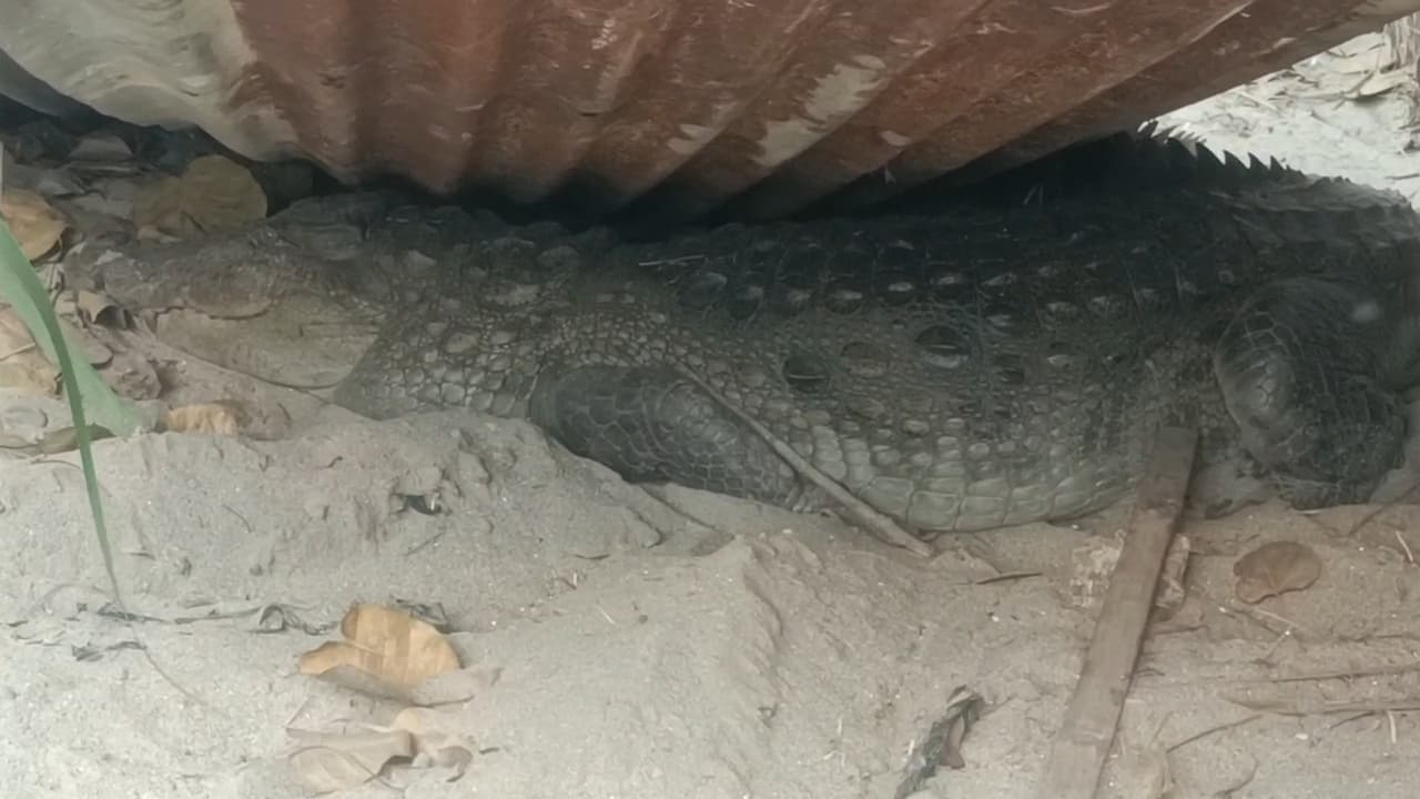 विश्वकर्मा चौक के समीप मिला मगरमच्छ, वन विभाग ने किया रेस्क्यू