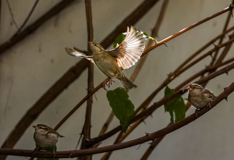 भीषण गर्मी में पक्षियों के लिए राहत बनी पार्कों की पहल