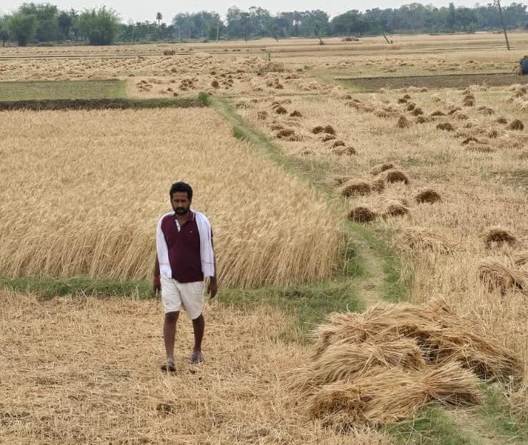 Darbhanga News: बेमौसम बारिश से किसानों में कहीं आह तो कहीं वाह