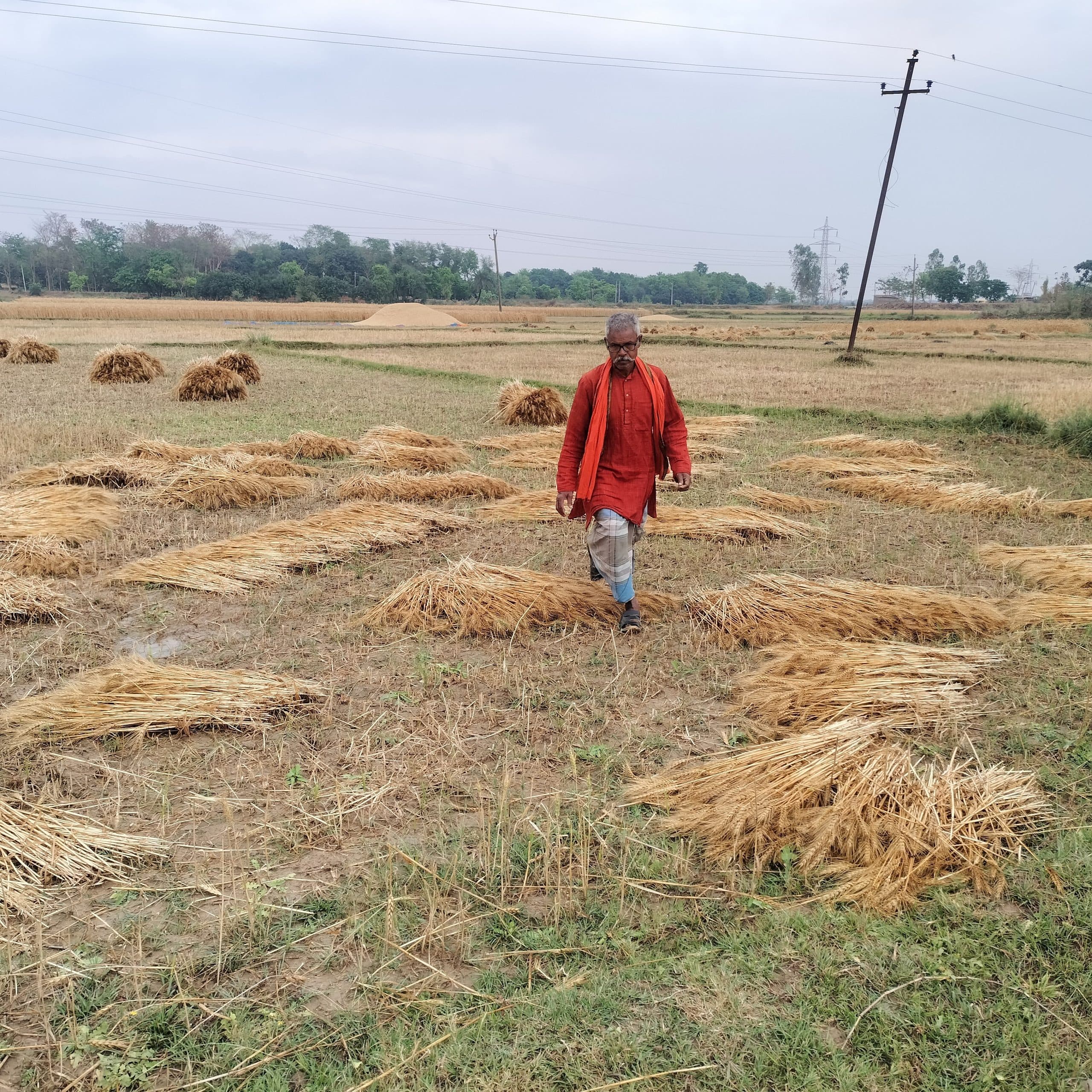 Darbhanga News: बारिश ने गेहूं की तैयारी पर लगायी ब्रेक, भींग गयी फसल को सुखाने में बहाना पड़ेगा पसीना