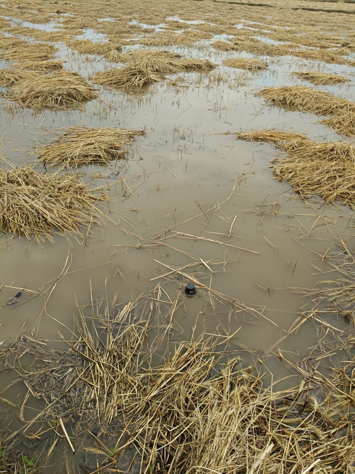 Motihari : आंधी पानी से रबी फसलों एवं आम लीची को नुकसान