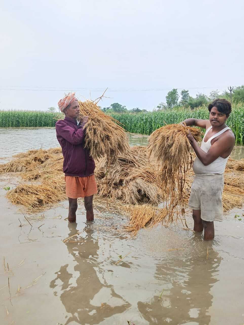 ओलावृष्टि व बारिश से किसानों को भारी नुकसान, गेहूं और मक्का की फसलें तबाह