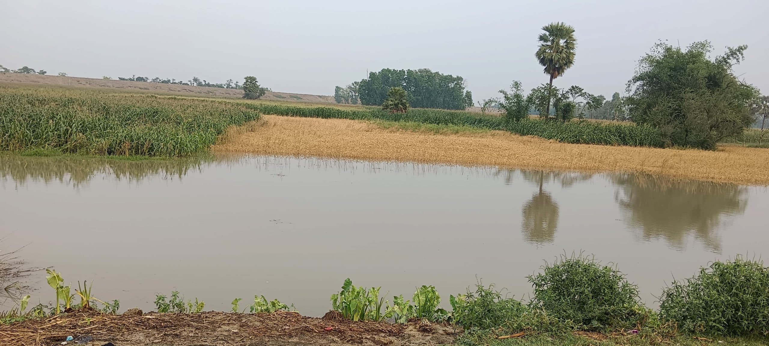 बिन मौसम बारिश से गेहूं व मक्का फसल बर्बाद