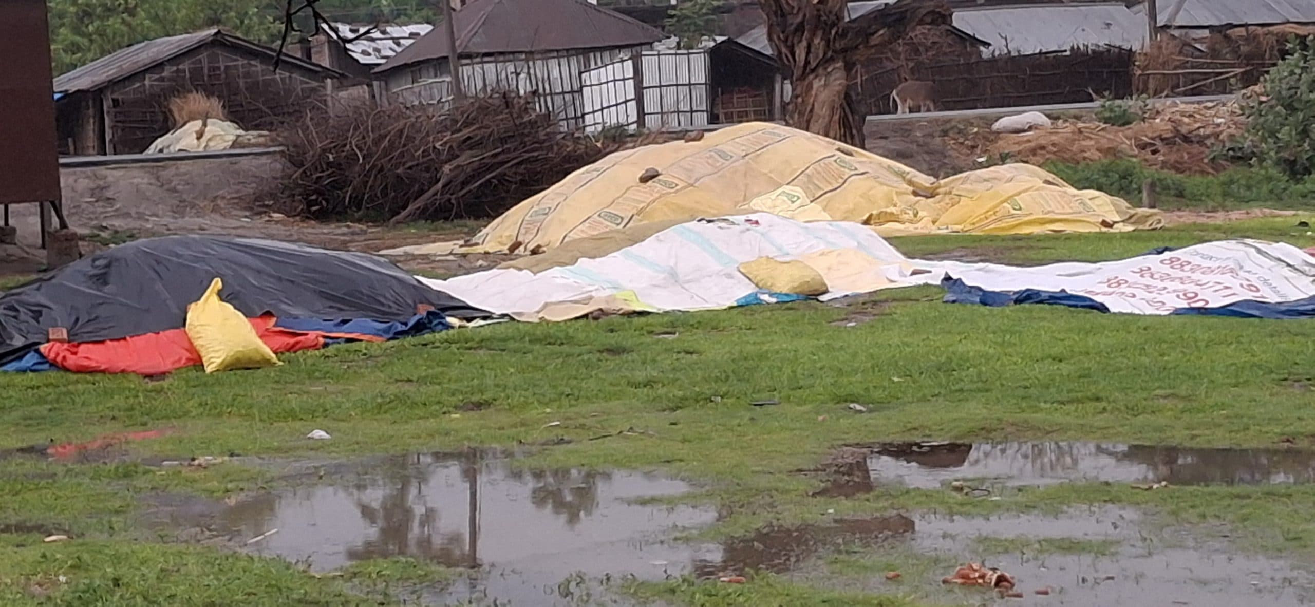 फलका में बारिश से मक्का व गेहूं की फसल बर्बादी की कगार पर