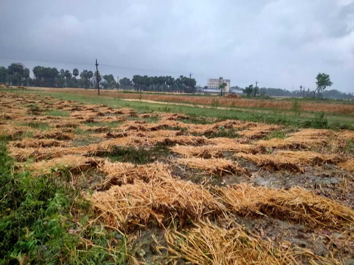 hajipur news. झमाझम बारिश ने बढ़ाई गेहूं उत्पादक किसानों की चिंता, हजारों एकड़ में लगी फसल हुई बर्बाद