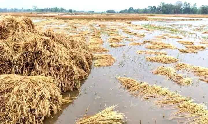 मौसम की मार से खेतों में डूब गयी गेहूं की फसल