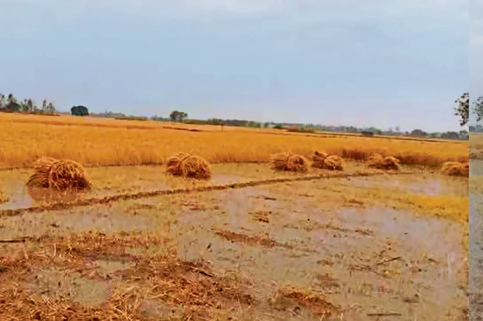 Siwan News : बेमौसम बारिश से 70% गेहूं को क्षति का अनुमान