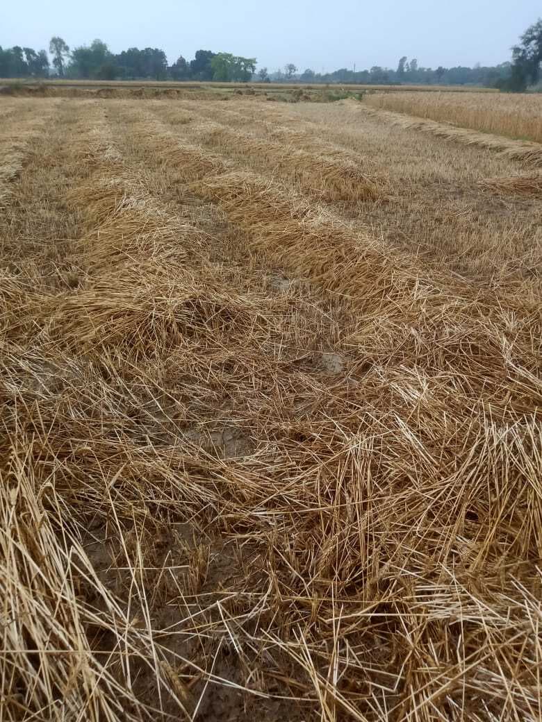 Madhubani News :बारिश ने बढ़ाई किसानों की चिंता, खेतों में गेहूं की फसल बर्बाद