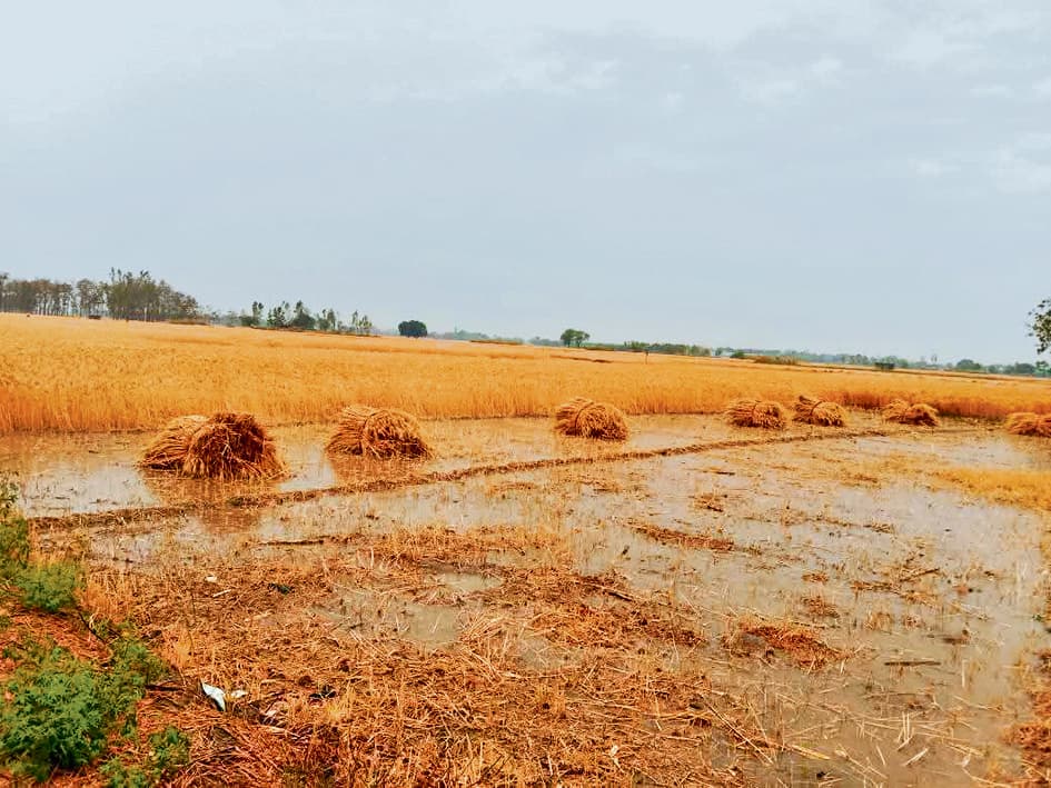 Saran News : बारिश से मक्के के फसल को मिली राहत, गेहूं को पहुंचा नुकसान