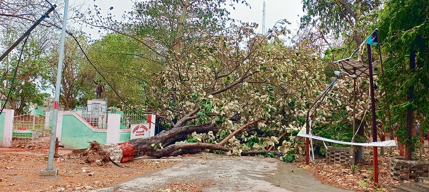 Gaya News : आंधी-पानी के कारण कई जगहों पर गिरे पेड़, एक व्यक्ति घायल
