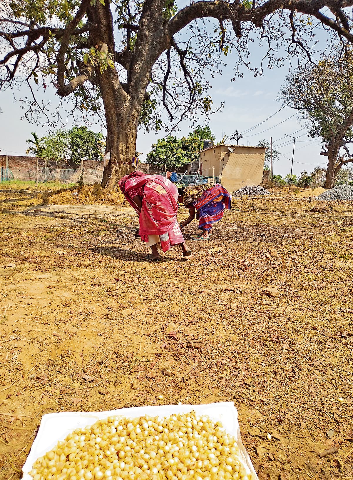 Rourkela News. लाठीकटा की 16 पंचायतों के आदिवासी ग्रामीण महुआ फूल संग्रह कर चला रहे आजीविका, सरकारी मंडी नहीं होने से नहीं मिल रहा उचित मूल्य