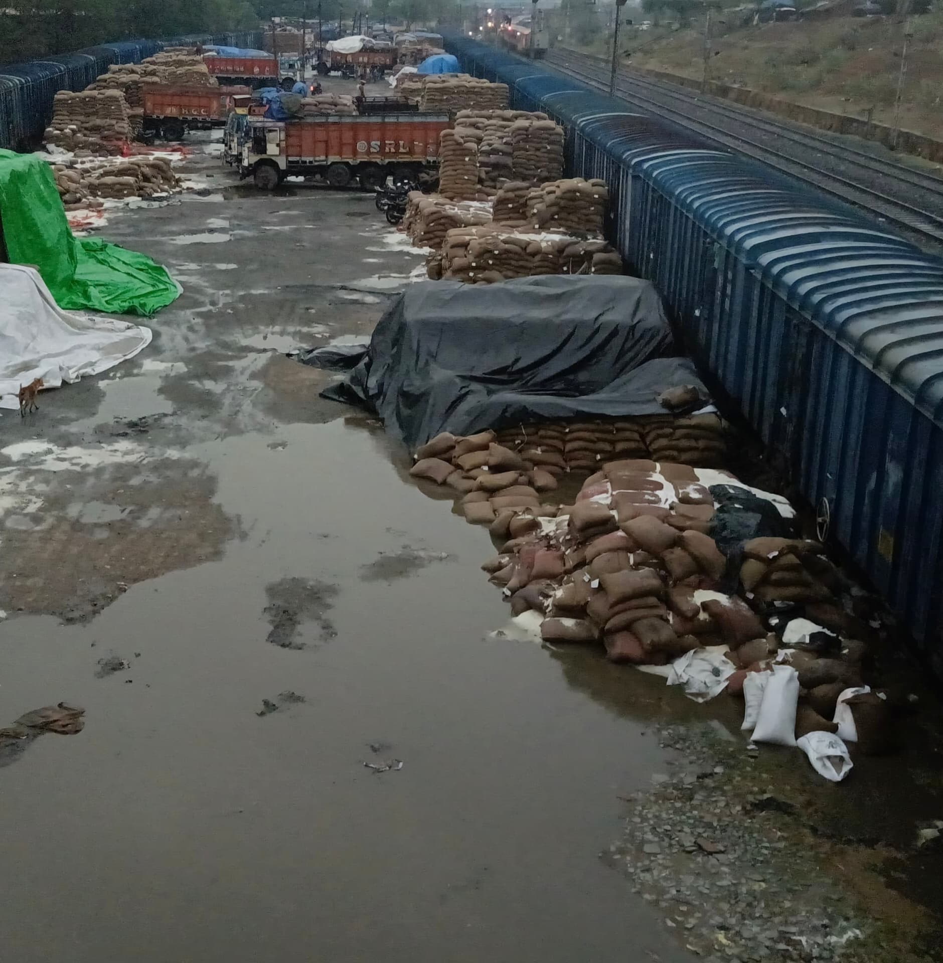 Dhanbad News: एफसीआई : बारिश में भीगी अनाज की हजारों बोरियां