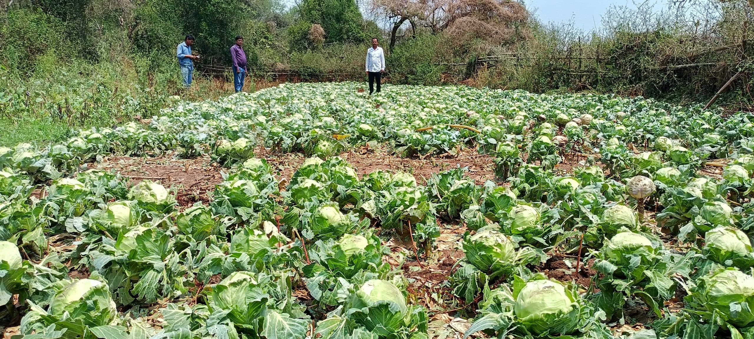 Dhanbad News : ओलावृष्टि से बलियापुर की फसलों को भारी नुकसान, किसान मायूस