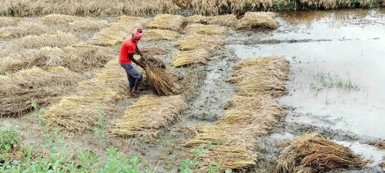फसल की तैयारी के समय बर्बादी देख किसान चिंतित