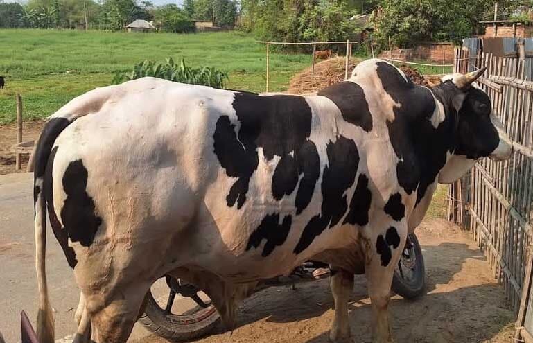 सरसी में सांड के हमले से दो लोगों की गयी जान, एक गंभीर