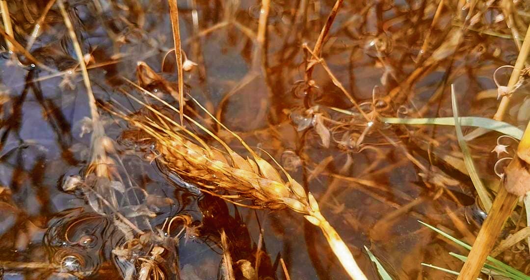 Gopalganj News  : बेमौसम बारिश ने तोड़ी किसानों की कमर, गेहूं की फसल को हुआ भारी नुकसान