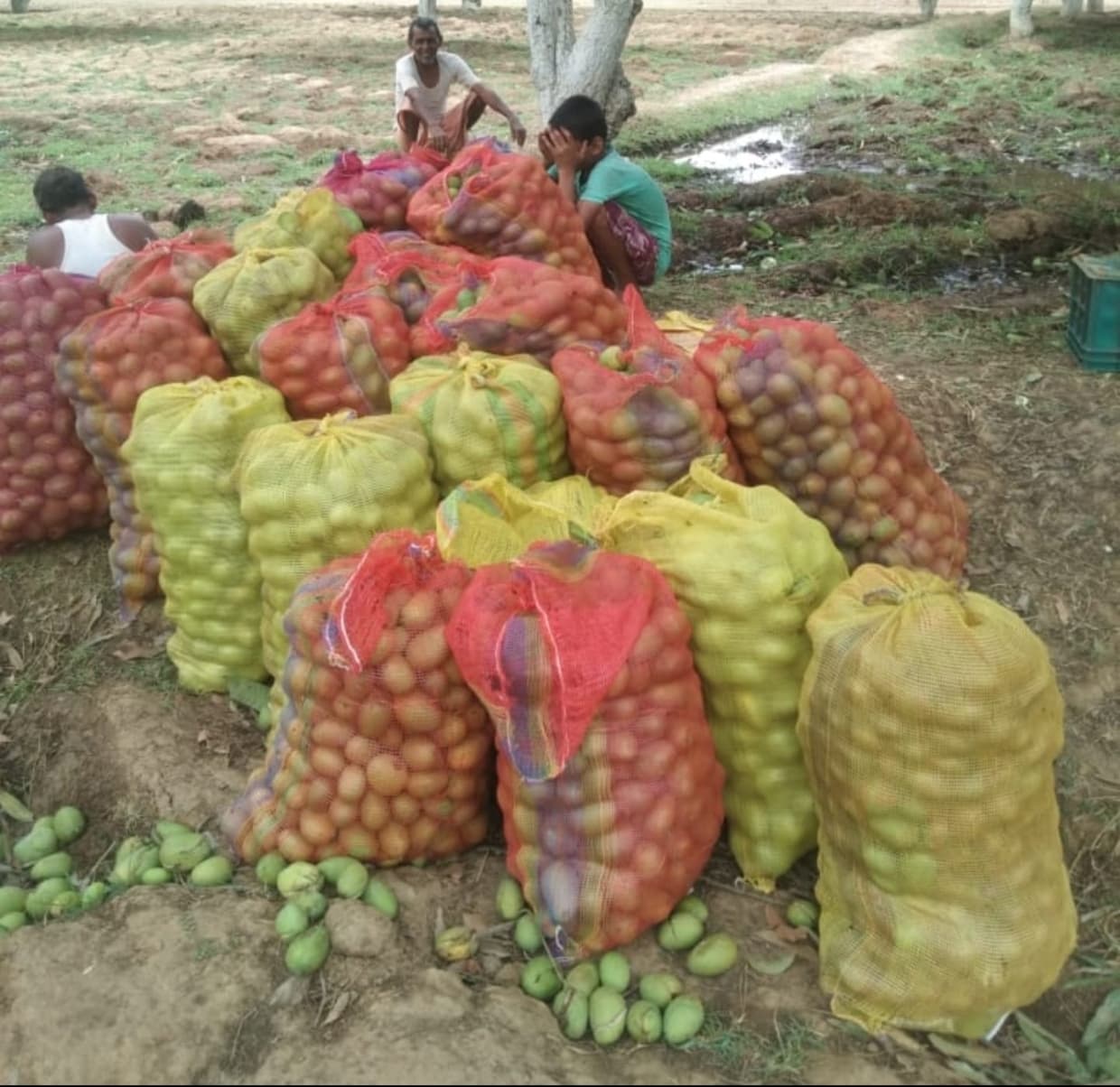 आंधी ने किसानों को रुलाया, आम को भारी नुकसान