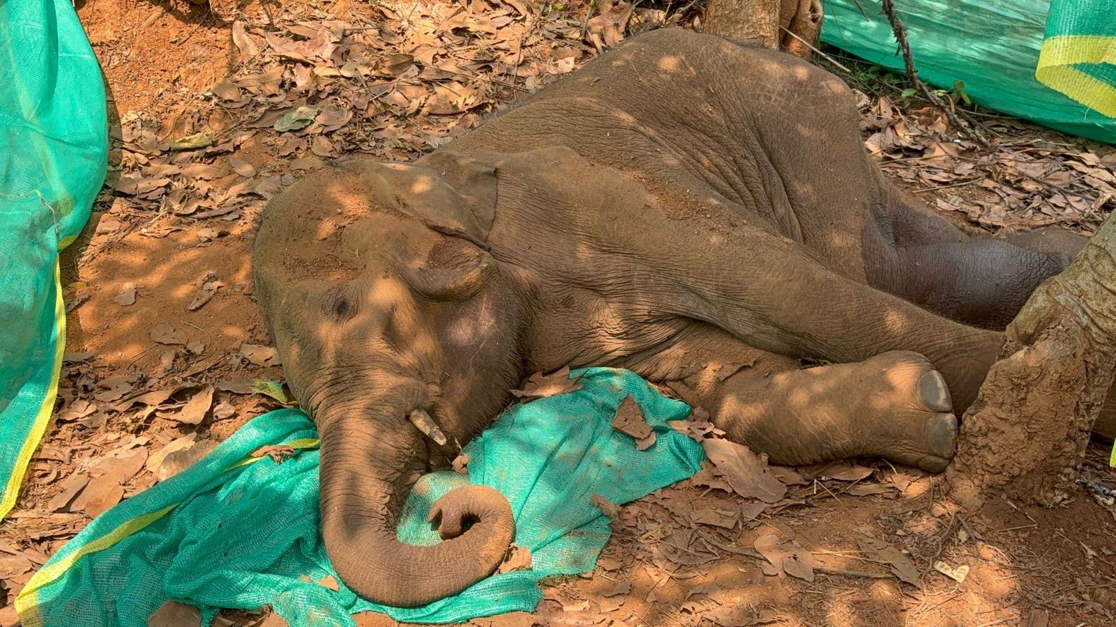 Chaibasa News _ वन विभाग की लापरवाही से हाथी के बच्चे की गयी जान