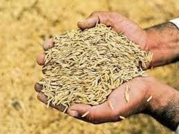 Ranchi news : अब 30 अप्रैल तक किसानों से होगी धान की खरीद