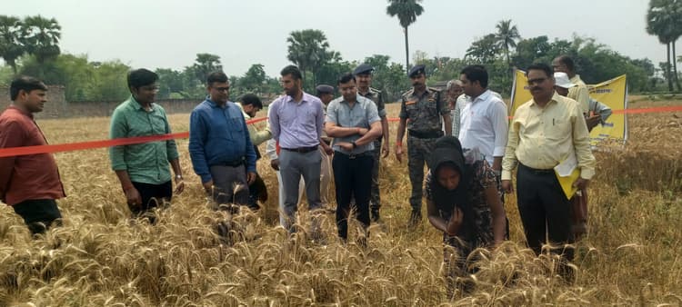 डीएम की मौजूदगी में गेहूं कटनी में एक एकड़ में नौ क्विंंटल से अधिक उपज