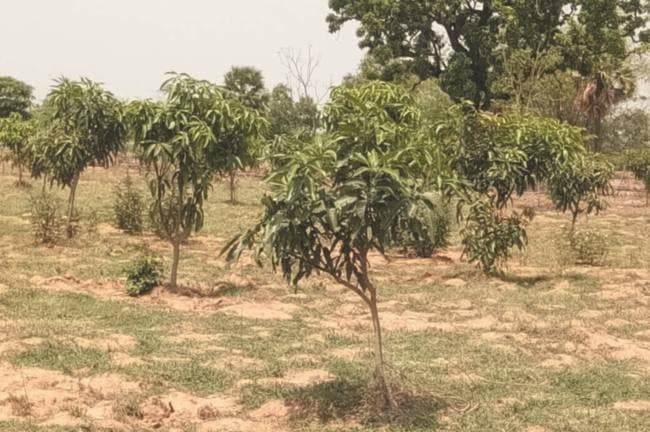 243 एकड़ जमीन पर आम की बागवानी का लक्ष्य