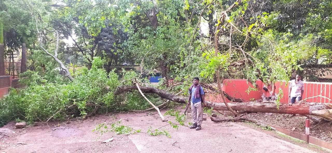 Chaibasa News : दर्जनों पेड़ उखड़े, जलमीनार की सोलर प्लेटें उड़ीं
