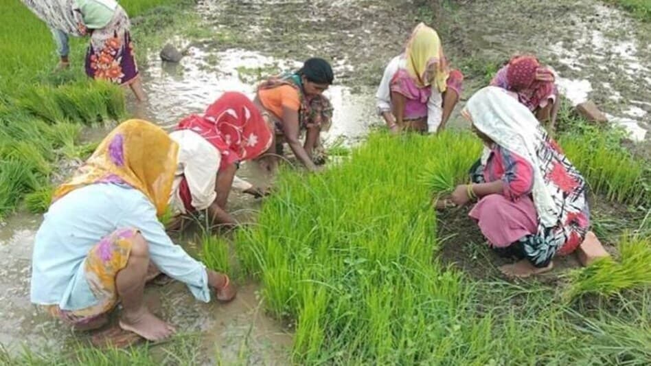 Ranchi News : झारखंड में सिर्फ 11.3 फीसदी महिला किसानों के नाम है खेती योग्य जमीन