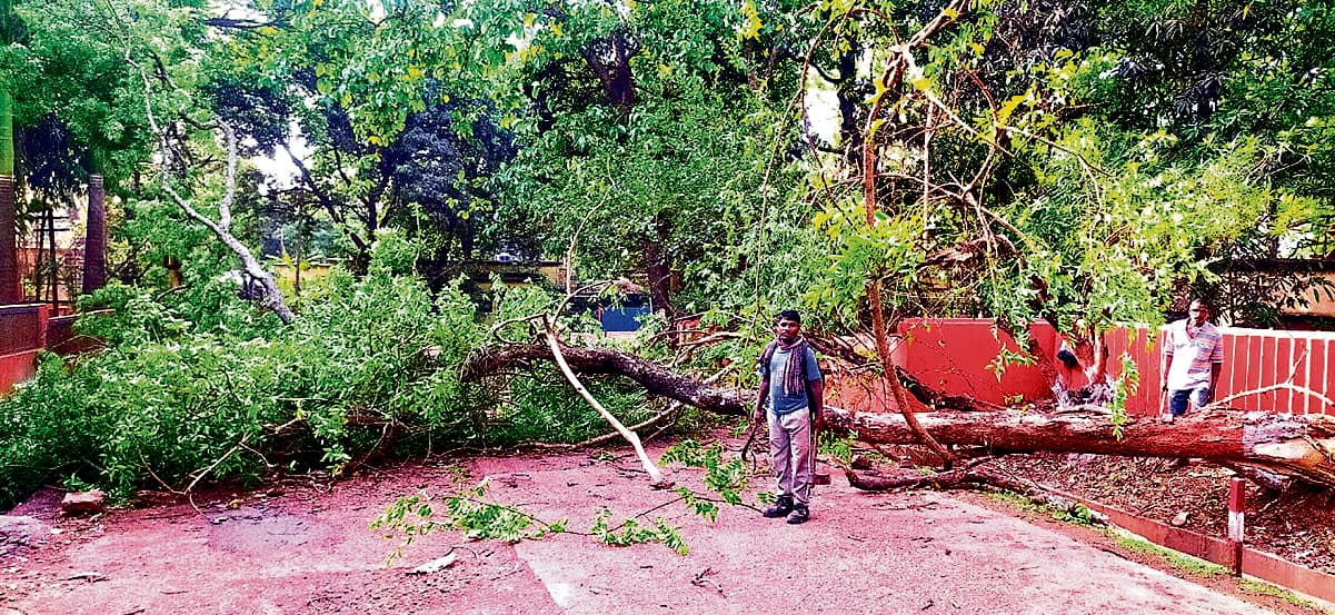 west singhbhum news: दर्जनों पेड़ उखड़े, जलमीनार की सोलर प्लेटें उड़ीं