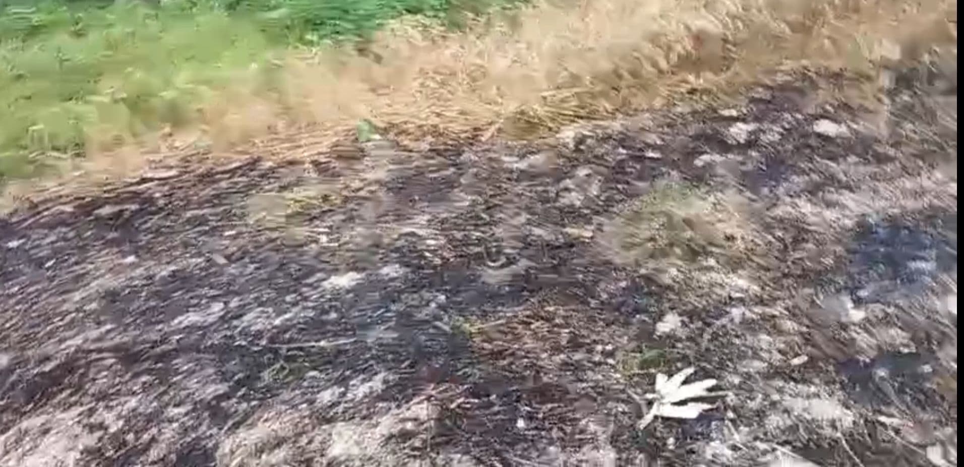 Motihari : बिजली की चिंगारी से गेहूं के खेत में लगी आग