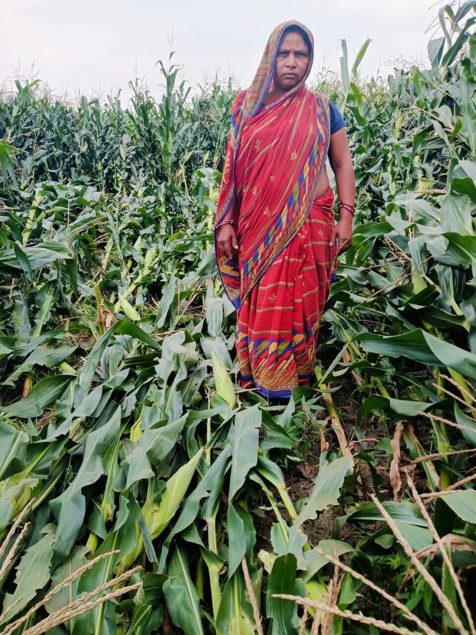 आलमनगर और चौसा मे आंधी-बारिश में मक्के की फसल हुई बर्बाद